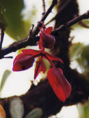 Rare Flower Tavioni